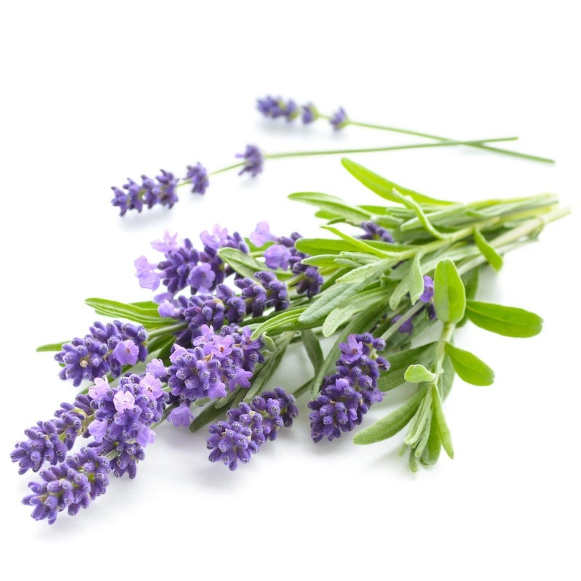 LAVENDER - FRAGRANCE OIL - FRAGRANCE OIL - South FL Candle Supply