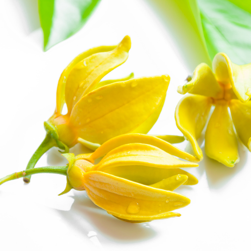 JASMINE + YLANG YLANG - FRAGRANCE OIL - South FL Candle Supply